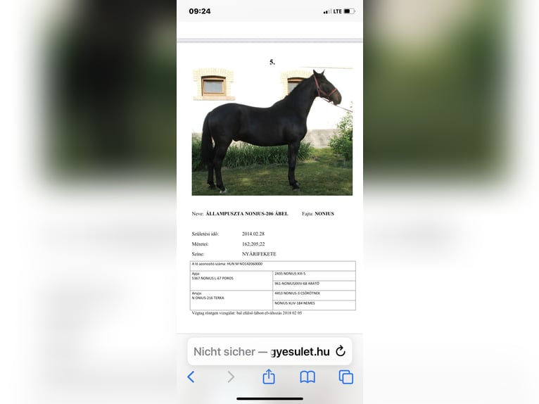 Sang-chaud lourd Hongre 10 Ans 165 cm Noir in Altlandsberg