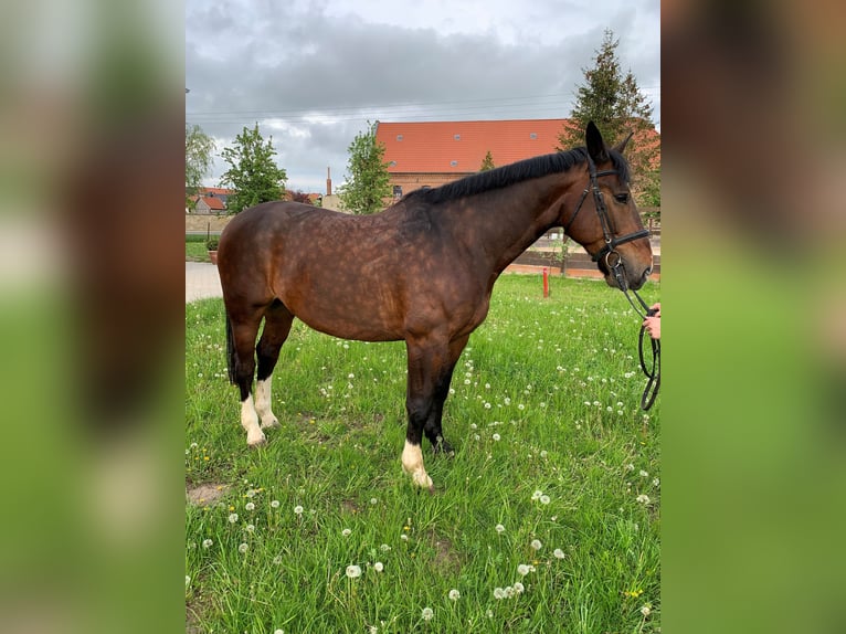 Sang-chaud lourd Hongre 10 Ans 167 cm Bai in Badeborn