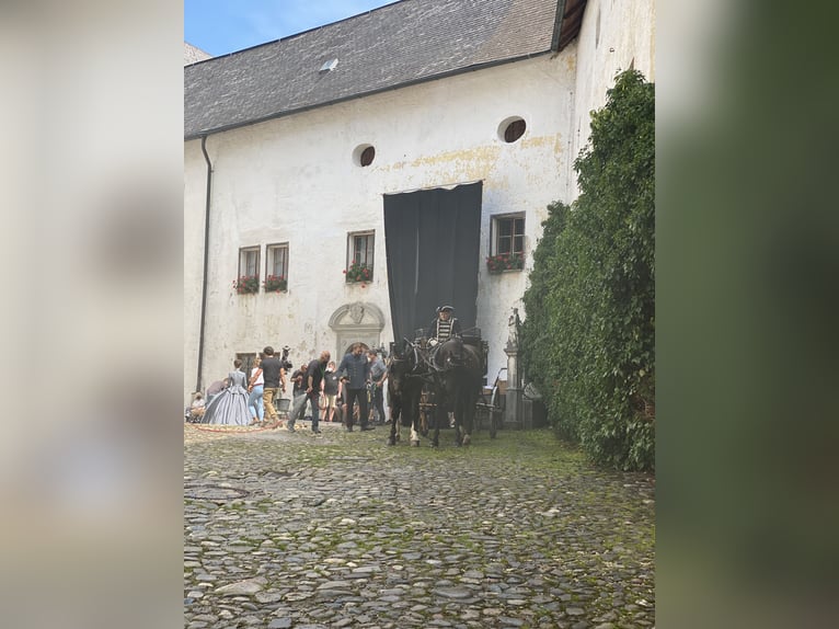 Sang-chaud lourd Hongre 10 Ans 167 cm Bai brun foncé in Ettersberg