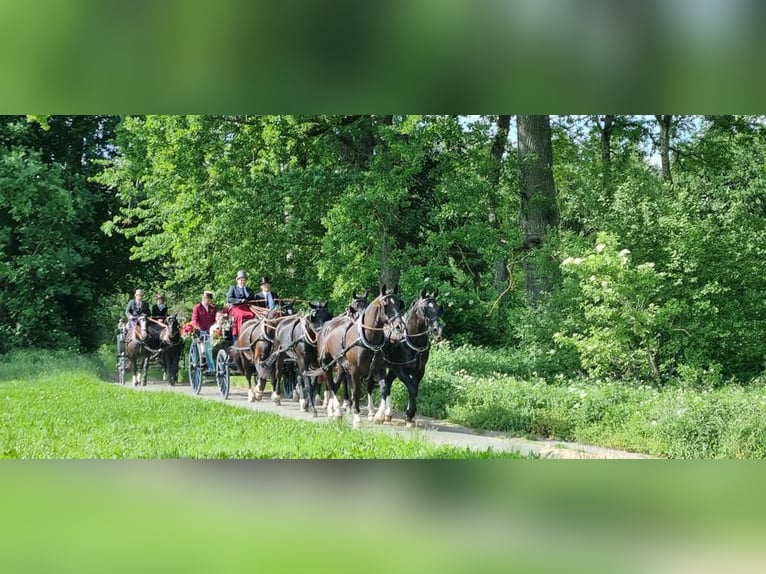 Sang-chaud lourd Hongre 10 Ans 167 cm Bai brun foncé in Ettersberg