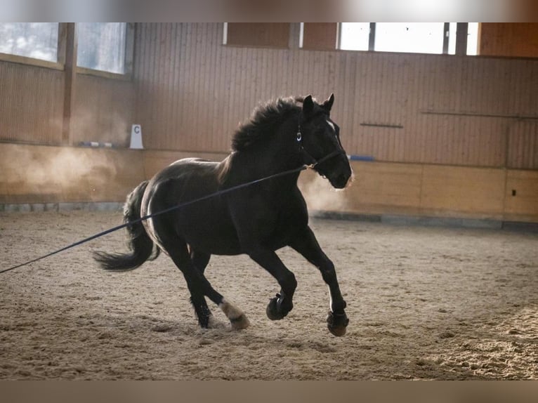 Sang-chaud lourd Hongre 10 Ans 167 cm Bai in Stahnsdorf