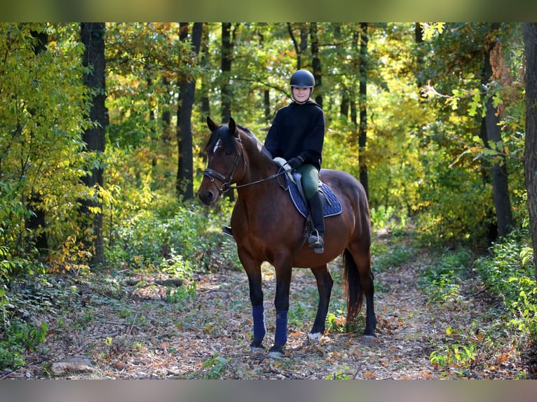 Sang-chaud lourd Croisé Hongre 10 Ans 168 cm Bai in Wallern im Burgenland