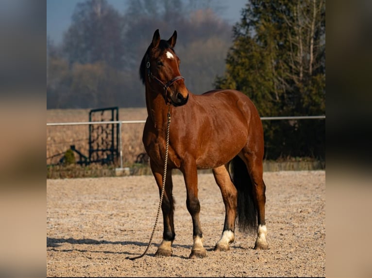 Sang-chaud lourd Hongre 10 Ans 168 cm Bai in Achern