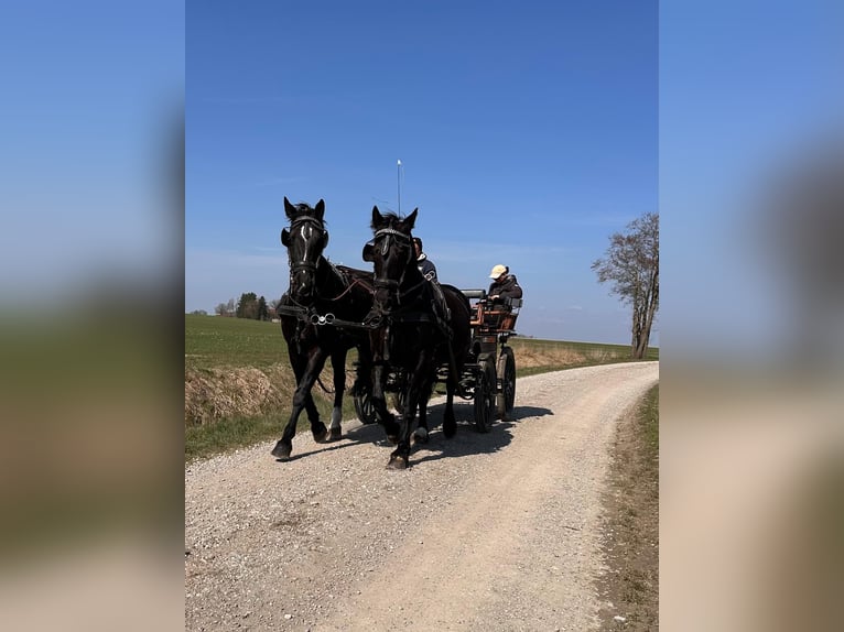 Sang-chaud lourd Hongre 10 Ans 180 cm Noir in Mittelstetten