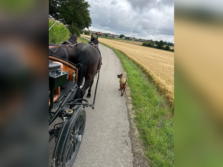 Sang-chaud lourd Hongre 10 Ans 180 cm Noir in Mittelstetten