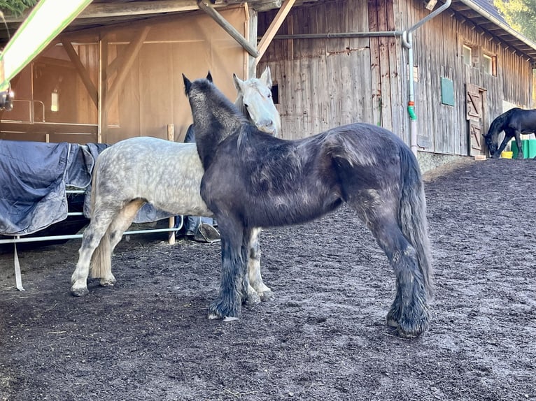 Sang-chaud lourd Hongre 11 Ans 163 cm Gris pommelé in Frickingen