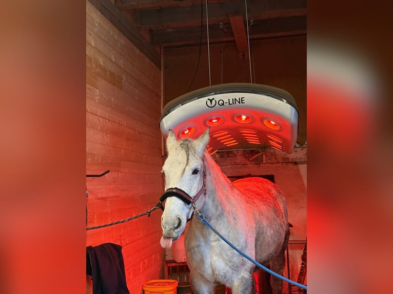 Sang-chaud lourd Hongre 11 Ans 163 cm Gris pommelé in Frickingen