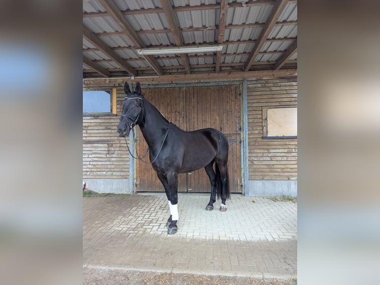 Sang-chaud lourd Hongre 11 Ans 170 cm Noir in Zwönitz