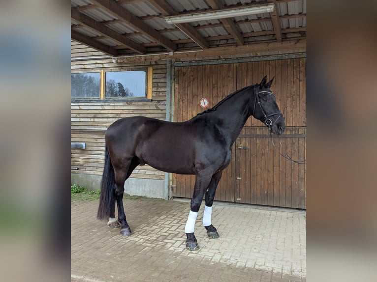 Sang-chaud lourd Hongre 11 Ans 170 cm Noir in Zwönitz