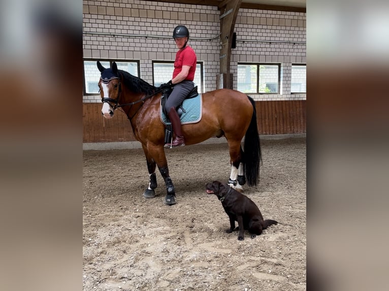 Sang-chaud lourd Hongre 13 Ans 172 cm Bai in Düsseldorf