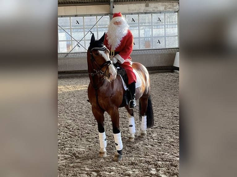 Sang-chaud lourd Hongre 13 Ans 172 cm Bai in Düsseldorf