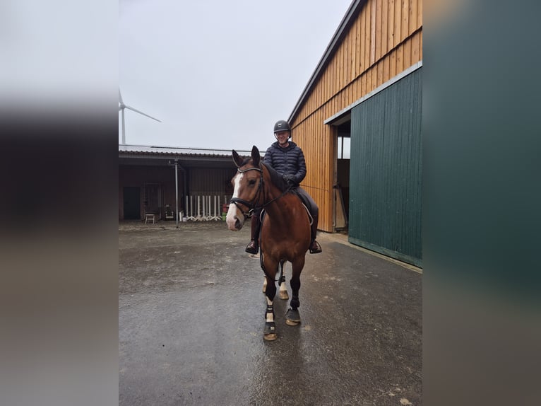 Sang-chaud lourd Hongre 13 Ans 172 cm Bai in Düsseldorf