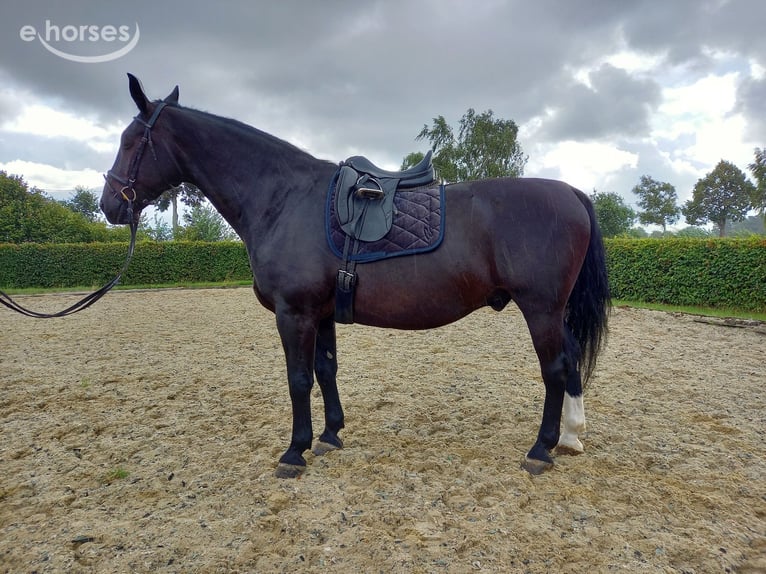 Sang-chaud lourd Hongre 16 Ans 165 cm Noir in Frelsdorf