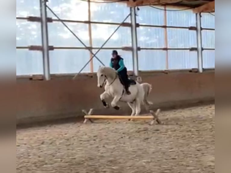 Sang-chaud lourd Hongre 17 Ans 164 cm Gris in Neustadt am Rübenberge