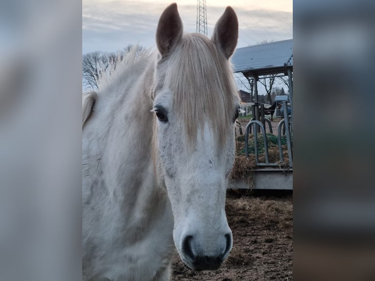 Sang-chaud lourd Hongre 17 Ans 164 cm Gris in Neustadt am Rübenberge