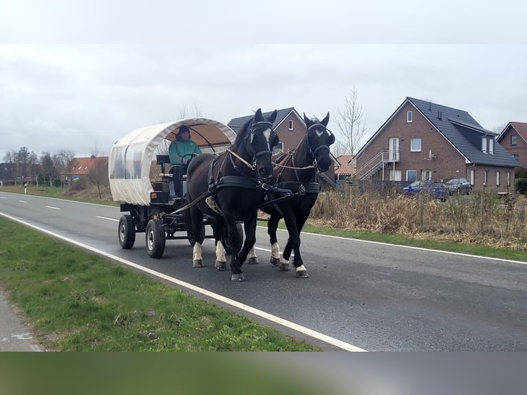Sang-chaud lourd Hongre 17 Ans Noir in Esens