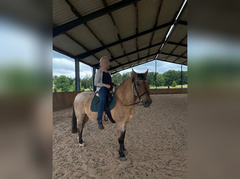 Sang-chaud lourd Croisé Hongre 23 Ans 160 cm Cremello in Weidach