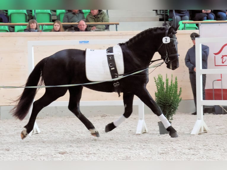 Sang-chaud lourd Hongre 2 Ans 163 cm Noir in Panschwitz-Kuckau