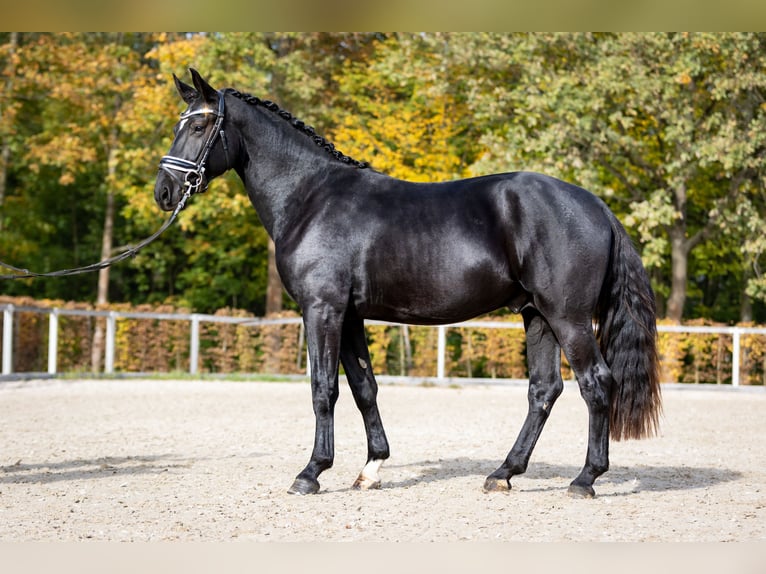 Sang-chaud lourd Hongre 2 Ans 163 cm Noir in Döbeln