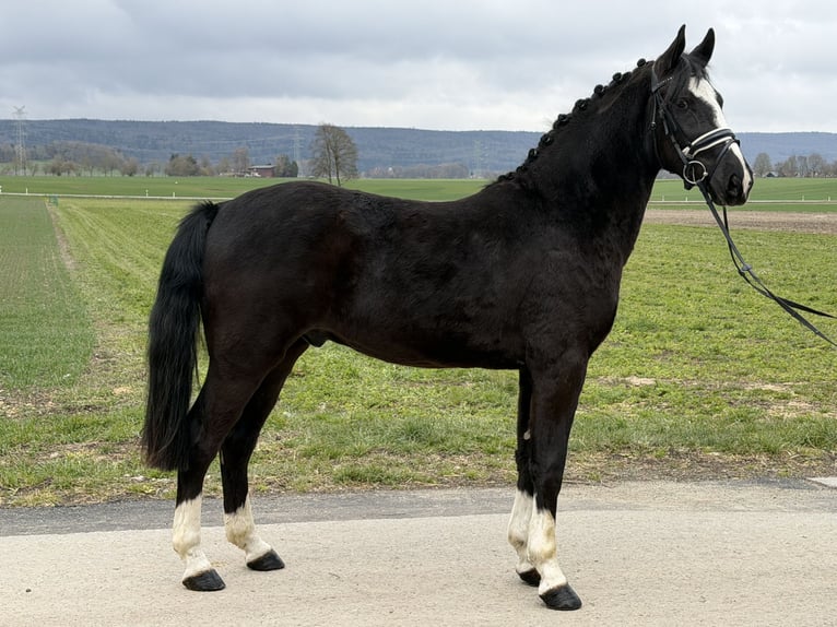 Sang-chaud lourd Hongre 3 Ans 158 cm Noir in Riedlingen