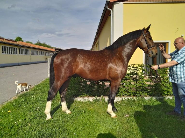 Sang-chaud lourd Hongre 3 Ans 160 cm Bai in Kamenz