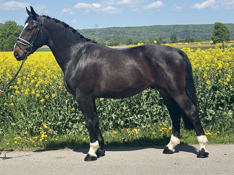 Sang-chaud lourd Hongre 3 Ans 160 cm Bai brun in Riedlingen