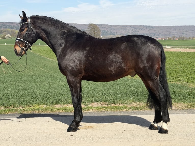 Sang-chaud lourd Hongre 3 Ans 160 cm Bai brun in Riedlingen