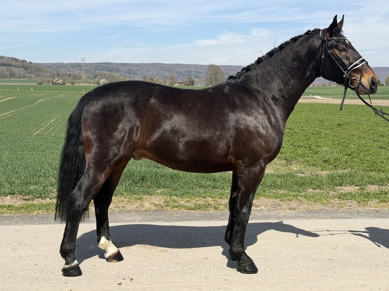 Sang-chaud lourd Hongre 3 Ans 160 cm Bai brun in Riedlingen