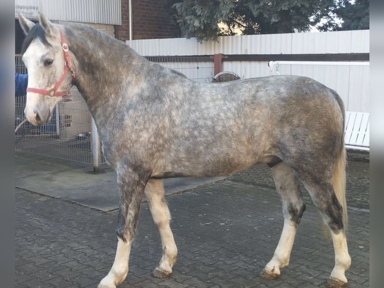 Sang-chaud lourd Hongre 3 Ans 160 cm Gris pommelé in Oranienbaum-W&#xF6;rlitz