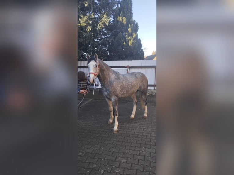 Sang-chaud lourd Hongre 3 Ans 160 cm Gris pommelé in Oranienbaum-W&#xF6;rlitz
