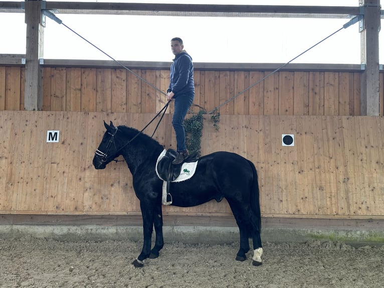 Sang-chaud lourd Croisé Hongre 3 Ans 160 cm Noir in Riedlingen