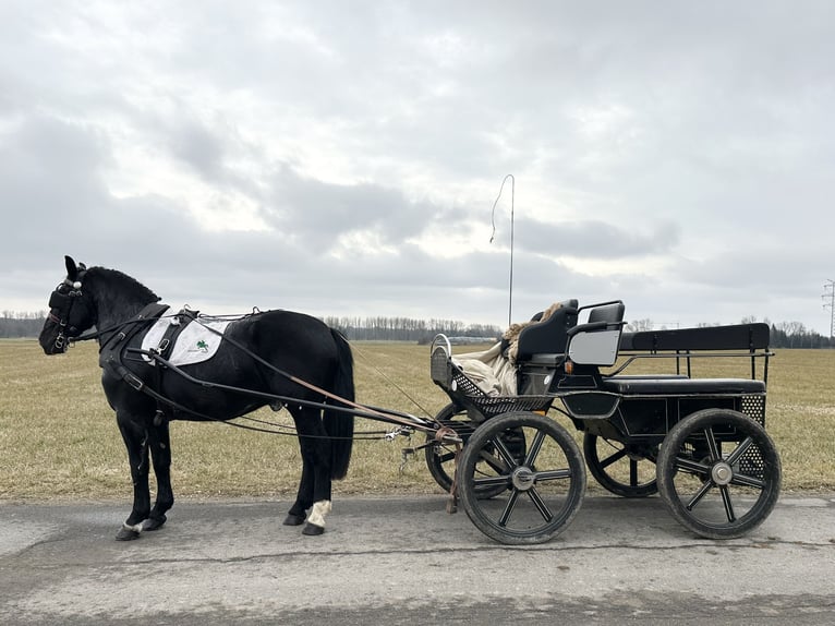 Sang-chaud lourd Croisé Hongre 3 Ans 160 cm Noir in Riedlingen