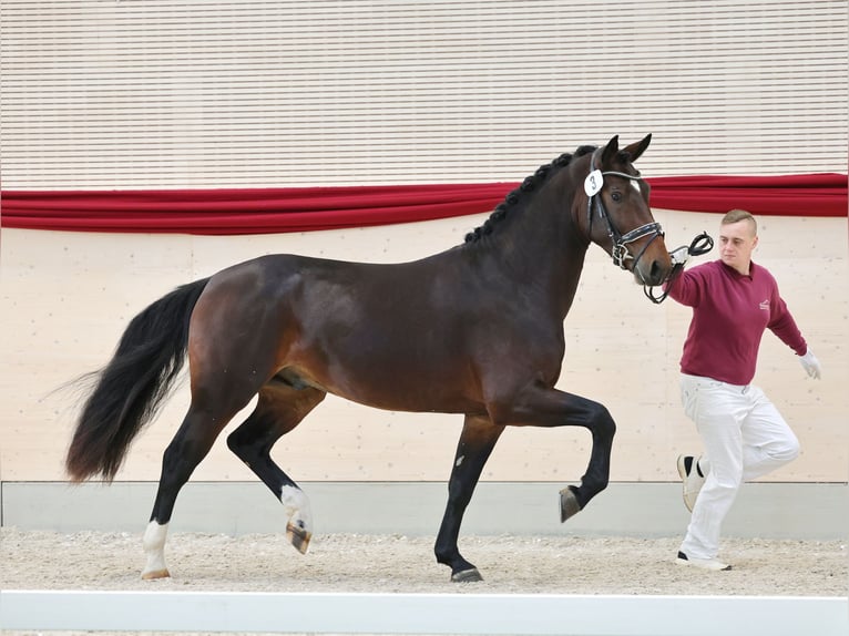 Sang-chaud lourd Hongre 3 Ans 162 cm Bai brun in Moritzburg