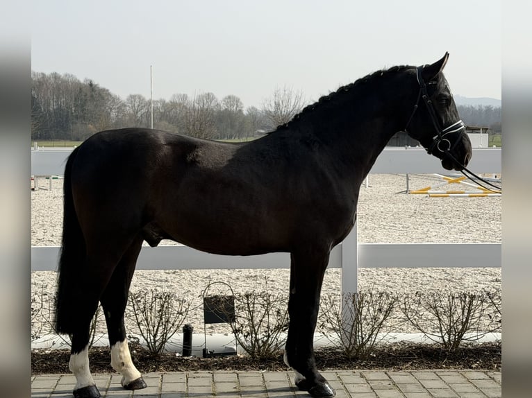 Sang-chaud lourd Hongre 3 Ans 162 cm Noir in Riedlingen