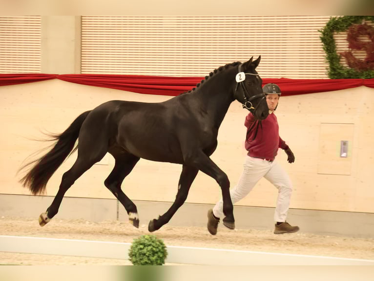 Sang-chaud lourd Hongre 3 Ans 163 cm Noir in Panschwitz-Kuckau