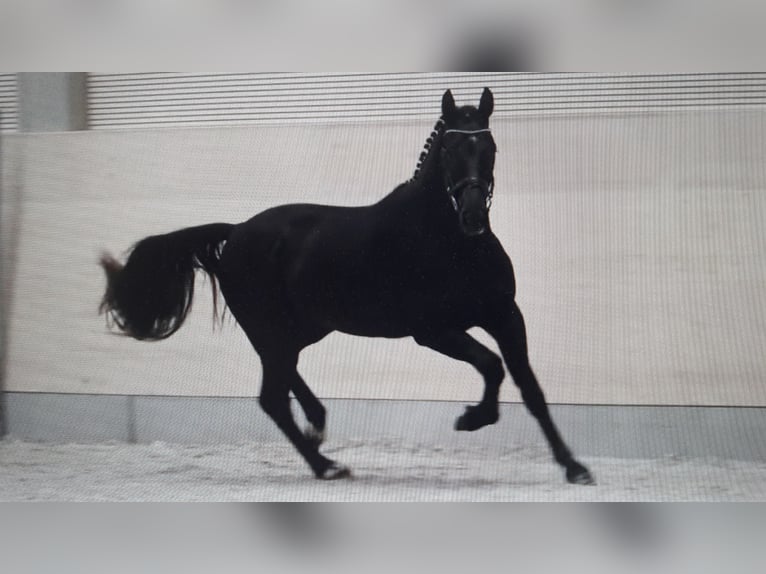 Sang-chaud lourd Hongre 3 Ans 163 cm Noir in Panschwitz-Kuckau