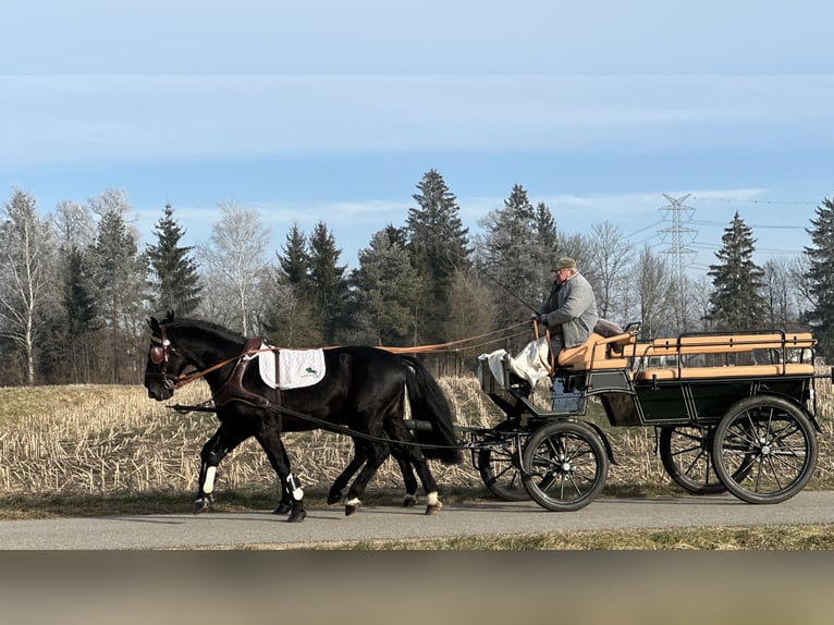 Sang-chaud lourd Hongre 3 Ans 163 cm Noir in Riedlingen