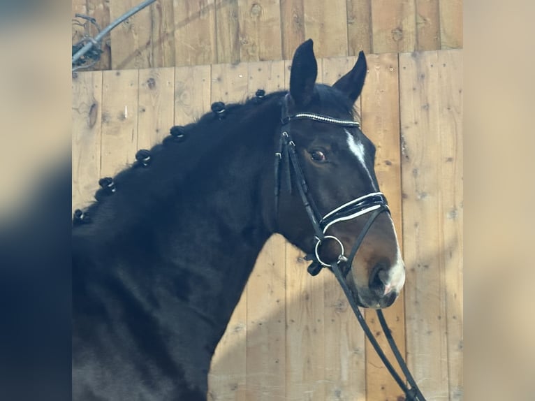 Sang-chaud lourd Hongre 3 Ans 164 cm Bai brun in Riedlingen