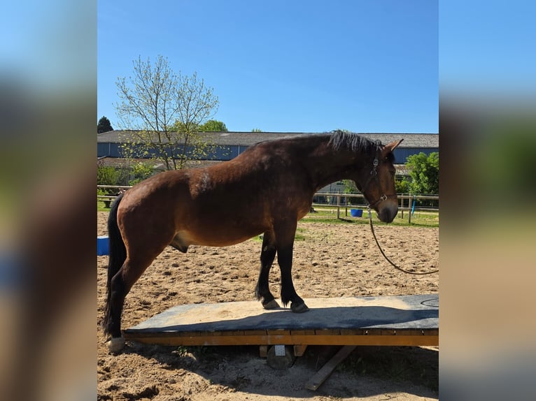 Sang-chaud lourd Hongre 3 Ans 164 cm Bai in Linkenbach