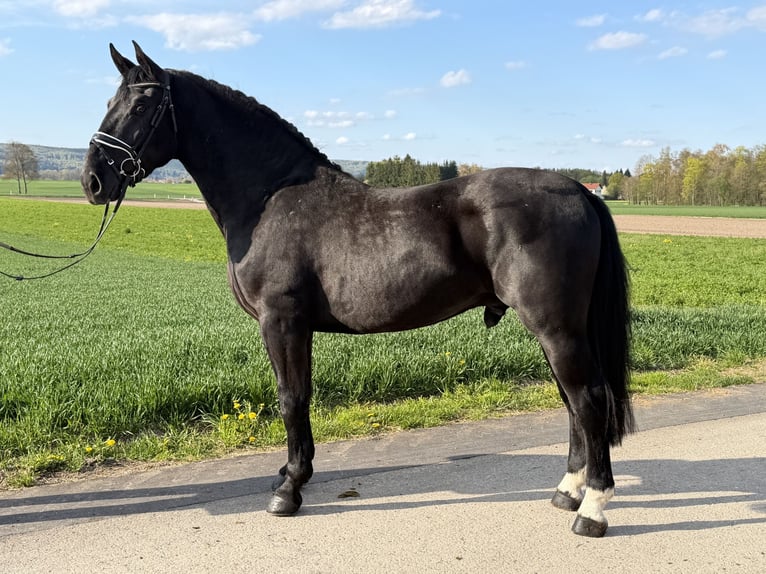 Sang-chaud lourd Hongre 3 Ans 164 cm Noir in Riedlingen