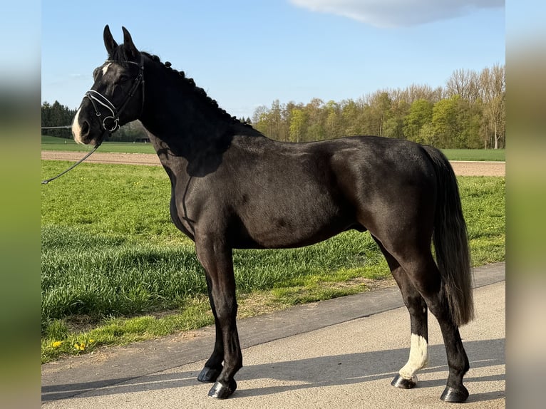 Sang-chaud lourd Hongre 3 Ans 164 cm Noir in Riedlingen