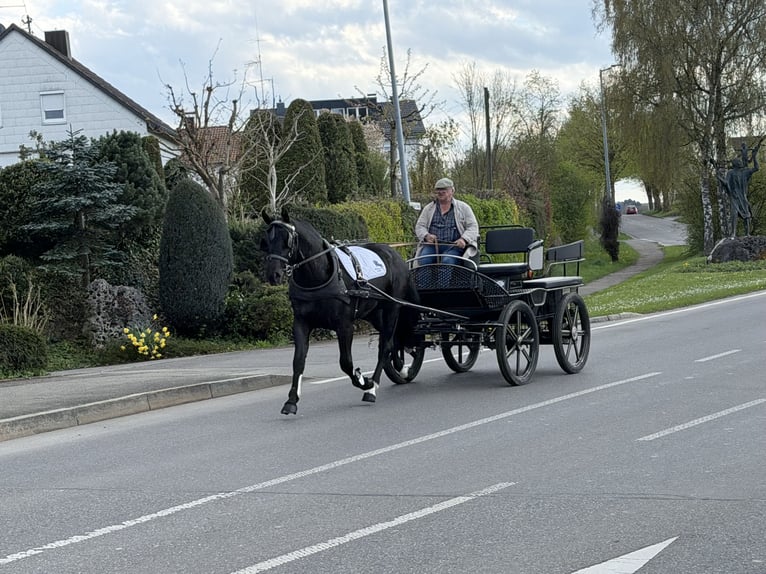 Sang-chaud lourd Hongre 3 Ans 164 cm Noir in Riedlingen