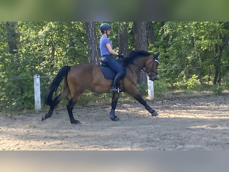 Sang-chaud lourd Hongre 3 Ans 165 cm Bai in Doberlug-Kirchhain