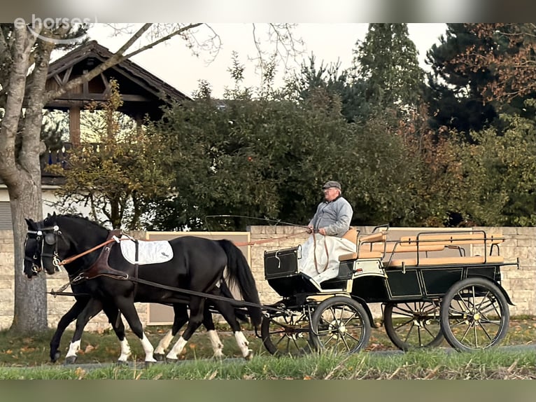 Sang-chaud lourd Hongre 3 Ans 165 cm Noir in Riedlingen