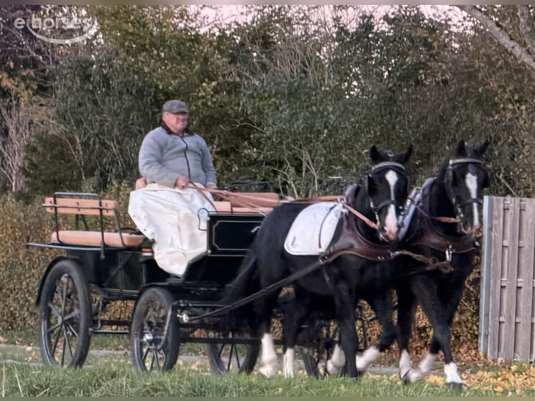 Sang-chaud lourd Hongre 3 Ans 165 cm Noir in Riedlingen
