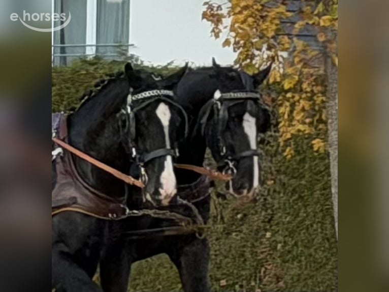 Sang-chaud lourd Hongre 3 Ans 165 cm Noir in Riedlingen