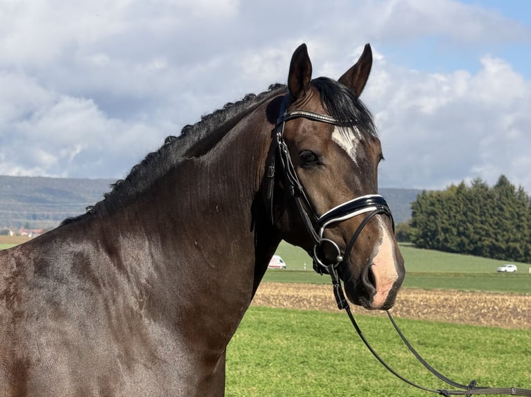 Sang-chaud lourd Hongre 3 Ans 166 cm Bai brun in Riedlingen