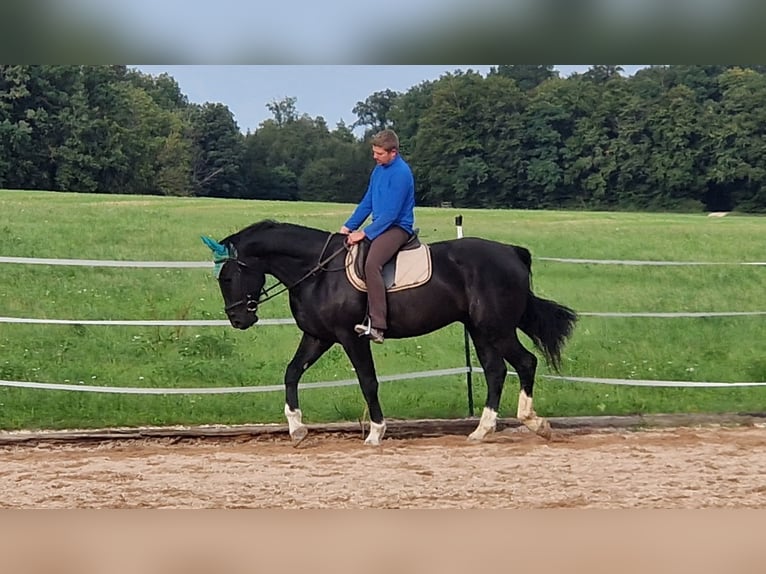 Sang-chaud lourd Hongre 3 Ans 166 cm Noir in Dischingen-Hofen