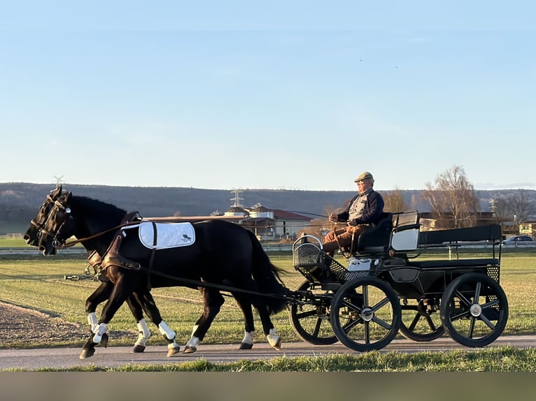 Sang-chaud lourd Hongre 3 Ans 166 cm Noir in Riedlingen