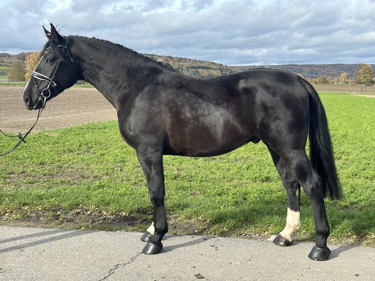 Sang-chaud lourd Hongre 3 Ans 166 cm Noir in Riedlingen Sang-chaud lourd Hongre 3 Ans 166 cm Noir in Riedlingen